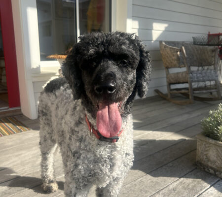 Georgie Girl