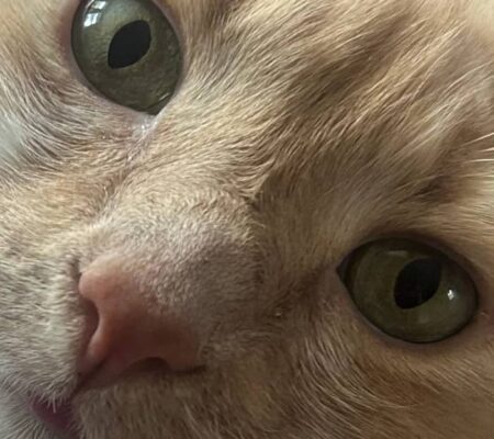 Nine Lives